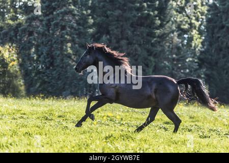 Ein schwarzes pura raza espanola Pferd galoppiert auf einer Wiese Stockfoto