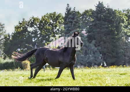 Ein schwarzes pura raza espanola Pferd galoppiert auf einer Wiese Stockfoto