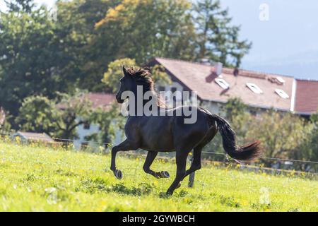 Ein schwarzes pura raza espanola Pferd galoppiert auf einer Wiese Stockfoto