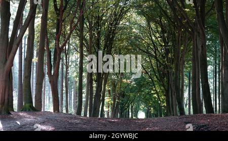 Riesige Buchen säumen den Wanderweg. In der Ferne ist ein offener Raum. Ein Tunnel zum Licht Stockfoto