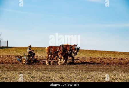 Amish Farmer Pflügefeld nach der Maisernte mit 3 Pferden, die an einem sonnigen Tag Farm Equipment ziehen Stockfoto