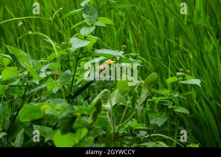 Schöne westindische lantana Blume im landwirtschaftlichen Feld in Kolhapur, Maharashtra, Indien Stockfoto