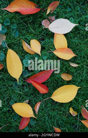 Nahaufnahme verschiedener bunter Herbstblätter auf einer Wiese. Stockfoto