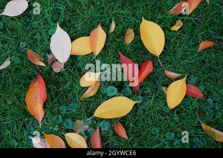 Nahaufnahme der herbstlichen Blätter auf einer Wiese. Stockfoto