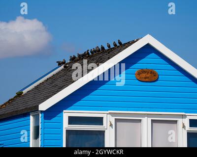 Gewöhnliche Stare, Sturnus vulgaris, auf dem Dach einer Strandhütte, Mudeford, Spit, Hengistbury Head, Dorset, VEREINIGTES KÖNIGREICH, Stockfoto