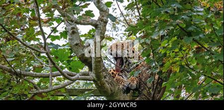 Jaguar Gähnend! Stockfoto