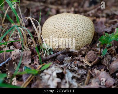 Skleroderma citrinum, Common Earthball, The New Forest, Hampshire, Großbritannien Stockfoto