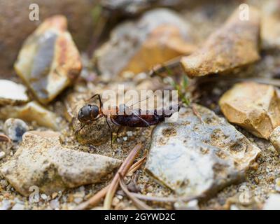 Formica rufa, südliche Holzanze, die ein schweres Objekt zurück zum Nest trägt, The New Forest, Hampshire, Großbritannien Stockfoto