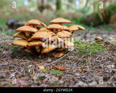 Pilzklumpen, die in einem Kiefernwald, dem New Forest, Hampshire, Großbritannien, wachsen Stockfoto