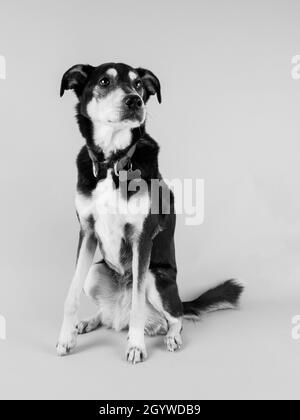 S/W-Studioportrait eines Hundes. Stockfoto