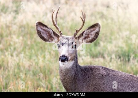 Maultier-Hirschbock (Odocoileus hemionus) in einem Feld auf Grand Mesa in der Nähe von Cedaredge, Colorado Stockfoto