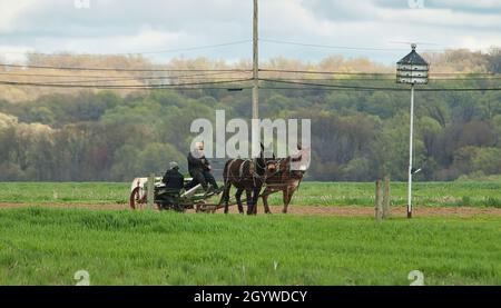 Ronks, Pennsylvania, 2021. April - Blick auf eine Amish-Familie, die an einem kalten Frühlingstag Tabaksätlinge pflanzt Stockfoto