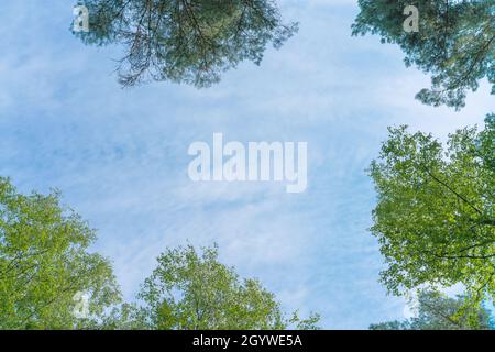 Baumkronen im frühlingshaften Grün, Blick von unten nach oben. Tannenblätter und Buchenblätter. Blauer Himmel mit Kopierfläche Stockfoto