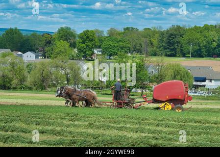 Amish man erntete seine Ernte, die von Pferden gezogen und an einem Frühlingstag mit einer gasbetriebenen Maschine geerntet wurde Stockfoto