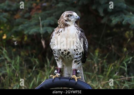 Ein erwachsener Red Tail Hawk, der auf einem Barsch sitzt Stockfoto