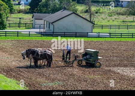 Amish Farmer Pflügefeld nach der Maisernte mit 6 Pferden, die an einem sonnigen Tag Landmaschinen mit Gasmotor auf die Ausrüstung ziehen Stockfoto