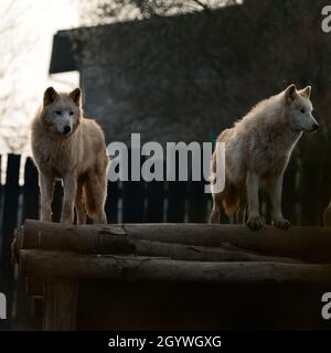 Tierleben im Zoo, weiße und räuberische Wölfe, Zoos der Ukraine. Stockfoto