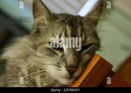 Silberne gestromte Katze auf einem Tisch Stockfoto