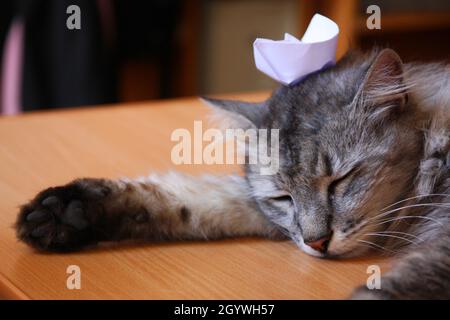 Silberne gestromte Katze auf einem Tisch mit witzigem Papierschiffhut Stockfoto