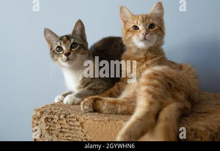 Ein Calico und ein Ingwer-Kätzchen sitzen auf einem Pappkratzer Stockfoto