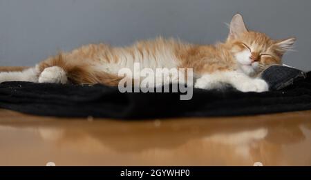 Und Orange mit weißem (Ingwer) Kätzchen schläft auf einer schwarzen Decke Stockfoto