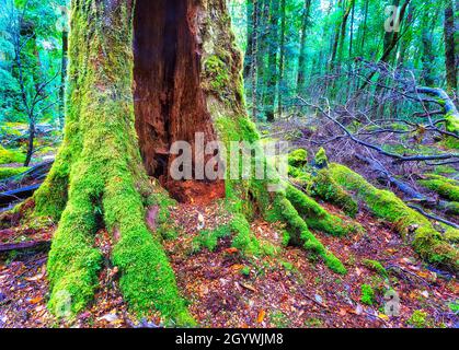 Hohler riesiger Stamm mächtiger Kaugummibäume im Regenwald Tasmaniens - feuchtes, feuchtes Klima mit grünem Moos, das Pflanzen und Bäume bedeckt. Stockfoto