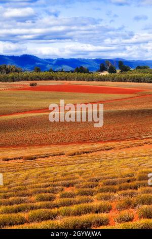 Kultivierte landwirtschaftliche Felder der Lavendel Farm in Tasmanien auf rotem australischen Boden des Outback. Stockfoto