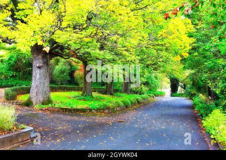 Üppige Baumkronen im grünen Herbstpark von Hobart, Tasmanien. Stockfoto