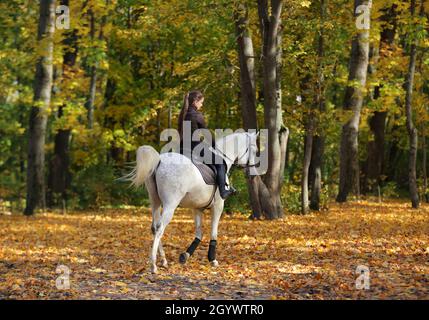 Reiterin galoppieren weißen arabischen Pferd den Weg hinunter in Der Herbstabend Stockfoto