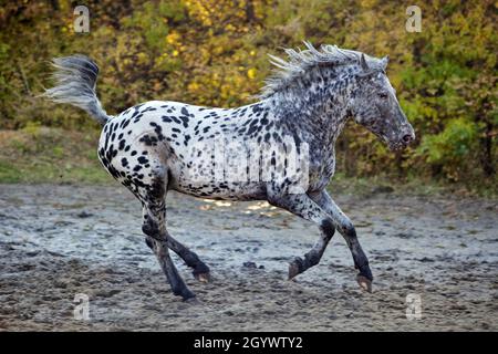 Leopard Appaloosa galoppiert im Herbst auf der Ranch Stockfoto