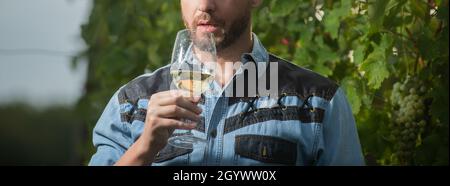 Der Mann des verkürzten Winzers hält Weinglas im Freien auf dem Weinberg und trinkt Wein Stockfoto