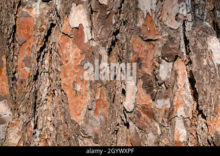 Schöne Kiefer Rinde Hintergrund. Stockfoto