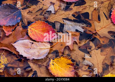 Herbstblätter schweben am Ufer eines nördlichen Wisconsin-Feuchtgebiets. Stockfoto