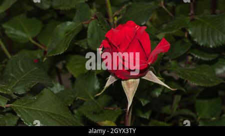 Rote Rosenblume auf grünem Hintergrund, Platz für Text Stockfoto
