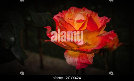 Gelbe und orangefarbene Rosenblüte auf dunklem Hintergrund Stockfoto
