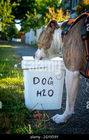 Hund hält auf dem Spaziergang für ein Getränk Wasser aus einem Eimer mit der Aufschrift Dog H2O Stockfoto