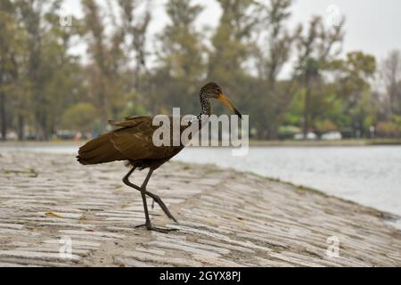 Limpkin (Aramus guarauna), auch carrao, courlan und weinender Vogel genannt, in einem öffentlichen Park in Buenos Aires Stockfoto