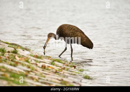 Limpkin (Aramus guarauna), auch carrao, courlan genannt, und weinender Vogel, der sich in einem öffentlichen Park in Buenos Aires von Schnecken ernährt Stockfoto