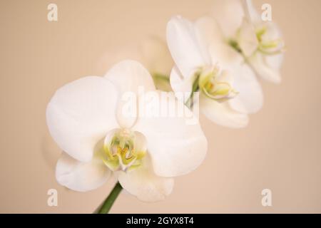 High-Key-Foto einer schönen weißen Orchideenblume Stockfoto