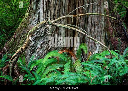 Swordfern und Lichtbogenzweig am Fuß eines großen Zedernbaums, Ericsons Bay Trail, Ozette, Olympic National Park, Washington, USA Stockfoto