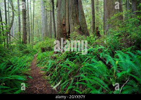 Swordfern und westliche Rotzederbäume säumen den Ericsons Bay Trail, Ozette, Olympic National Park, Washington, USA Stockfoto