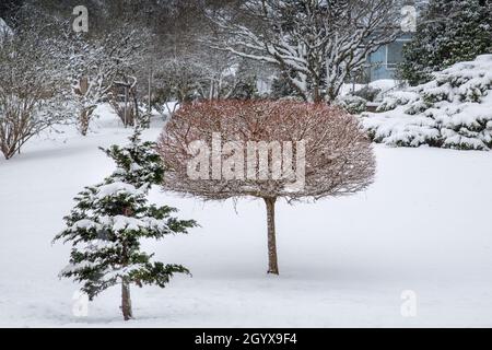 Beschnitgter Laubbaum zeigt ihn leuchtend rote Zweige nach einem winterlichen Schneesturm Stockfoto