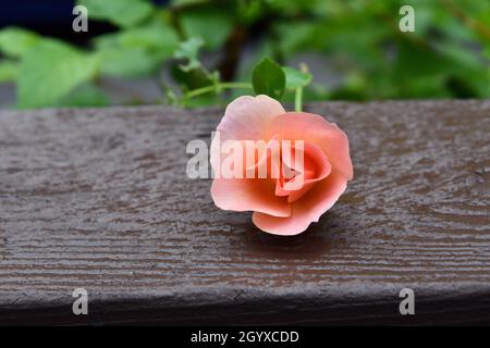 Eine kleine, zarte, rosa Rose liegt auf einem braunen Zaun mit einem grünen Busch dahinter. Stockfoto