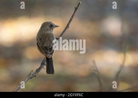 Bild des Asian Brown Flycatcher (Muscicapa dauurica) auf Zweig auf Naturhintergrund. Vogel. Tiere. Stockfoto