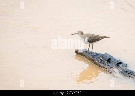 Bild des Vogels der Sandpiper (Actitis hypoleucos), der im Sumpf auf der Suche nach Nahrung im Hintergrund der Natur ist. Vogel. Tiere. Stockfoto
