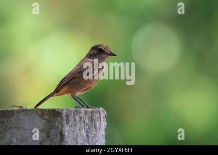 Bild des Asian Brown Flycatcher (Muscicapa dauurica) auf Zweig auf Naturhintergrund. Vogel. Tiere. Stockfoto