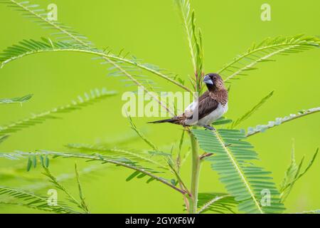 Bild des white-rumped munia Bird (Lonchura striata) auf Naturhintergrund. Vögel. Tier. Stockfoto