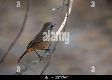 Bild des Asian Brown Flycatcher (Muscicapa dauurica) auf Zweig auf Naturhintergrund. Vogel. Tiere. Stockfoto