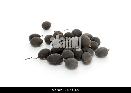 Die Tamarinde-Pflaume, Dialium indum, ist ein großer, tropischer fruchttragender Baum. Sie gehört zur Familie der Fabaceae und enthält kleine, traubengroße Essbare Stockfoto