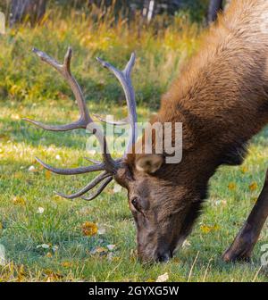 Nahaufnahme eines Bullenelks, der im Alberta National Park grast, und eines Rocky Mountain Elks in den Wäldern des Banff National Park. Reisefoto, selektiver Fokus, concep Stockfoto